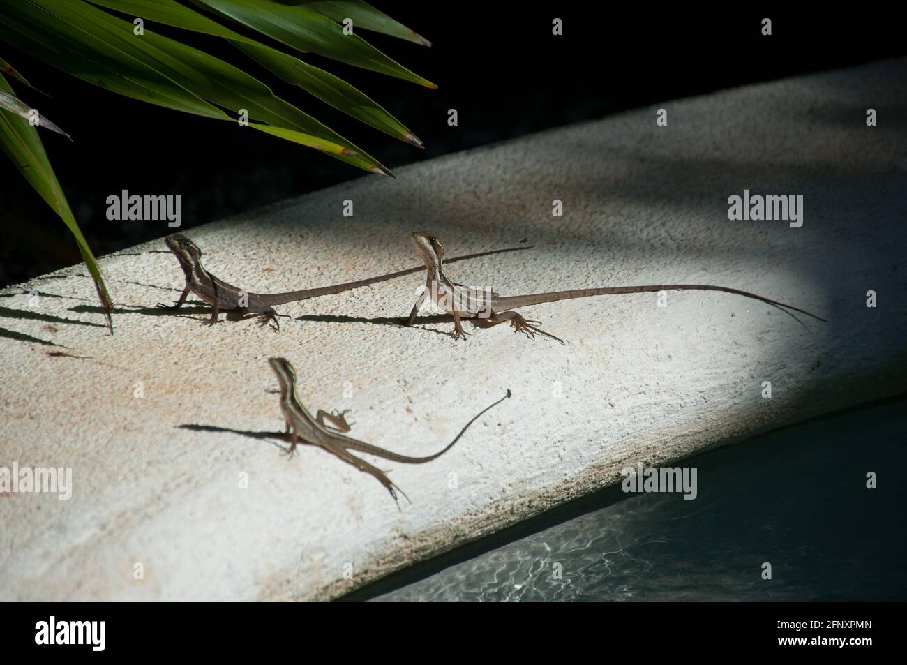 Drei Anolis auratus-Eidechsen beim Sonnenbaden Eidechse Anolis auratus (Poluchrotidae, Sauria) die Anolis sind Reptilien, die im südlichen Mexiko, Zentral, beheimatet sind Stockfoto