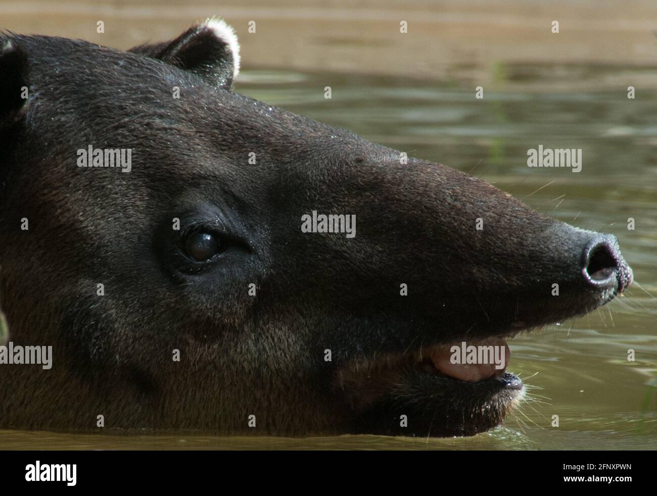 Tapir, Tapirus bairdii größtes Landsäugetier in den Regenwäldern Mexikos und Mittelamerikas Stockfoto