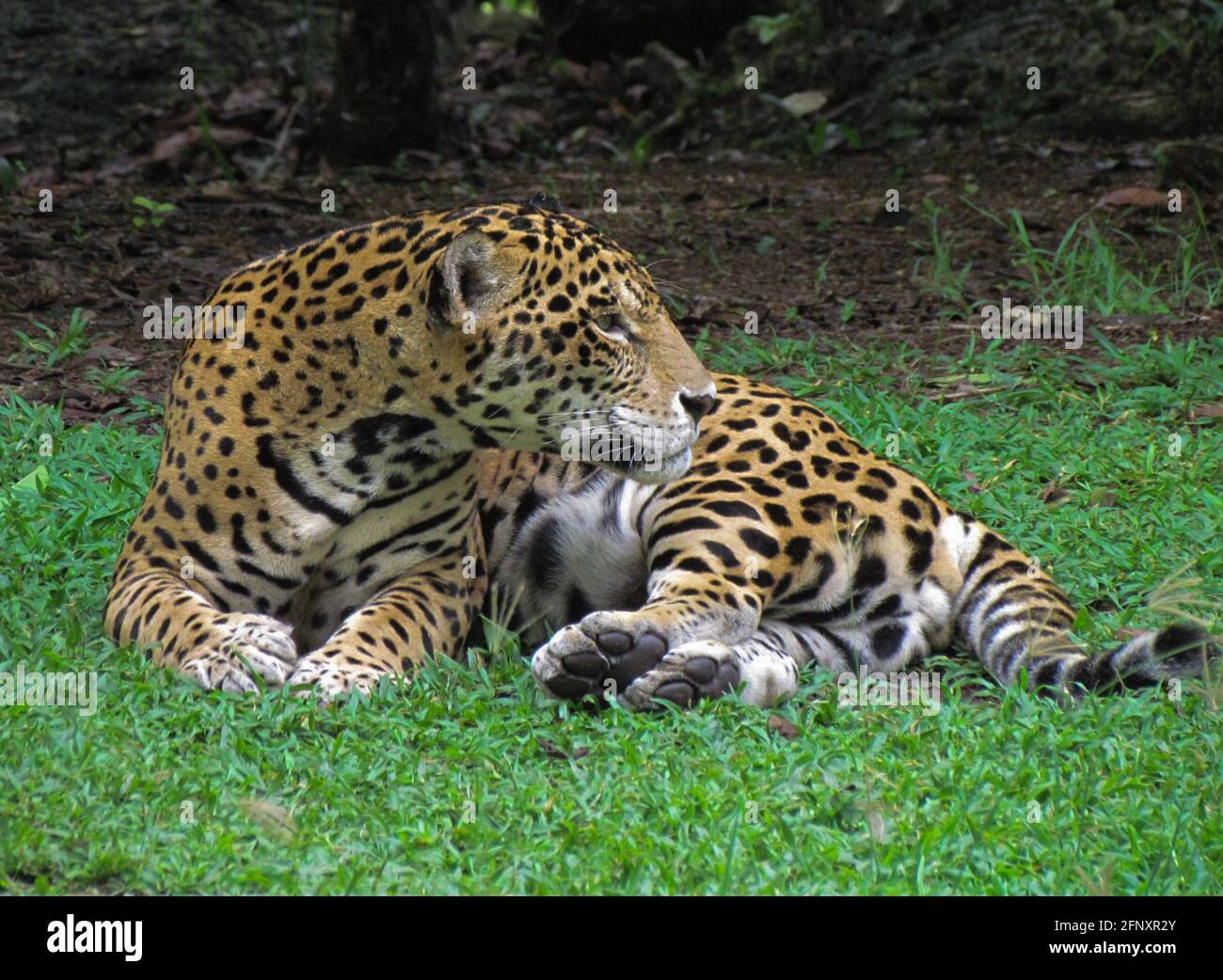 Die jaguar Panthera onca ist die größte Katze in Amerika, wo sie von Nordamerika bis Südamerika lebt. Leider ist ihr Lebensraum Stockfoto