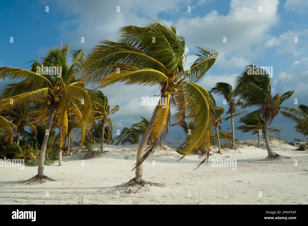 XPU-Ha Strand, mexikanische karibische Palmen Stockfoto