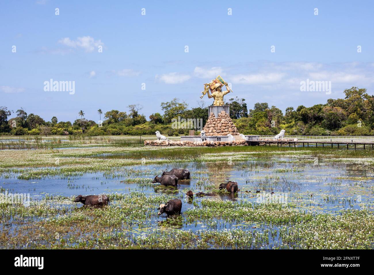 Wasserbüffel, die am Pudukudurippu Vistory Monument in Puthumattalan, Nordprovinz, Sri Lanka baden Stockfoto