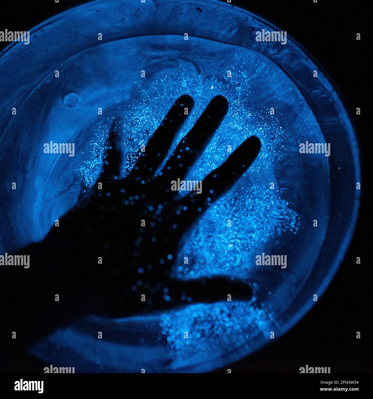 Hand in Biolumineszenz. Nachtaufnahme einer Hand, die in eine Schale mit biolumineszierendem Plankton getaucht wird. Stockfoto