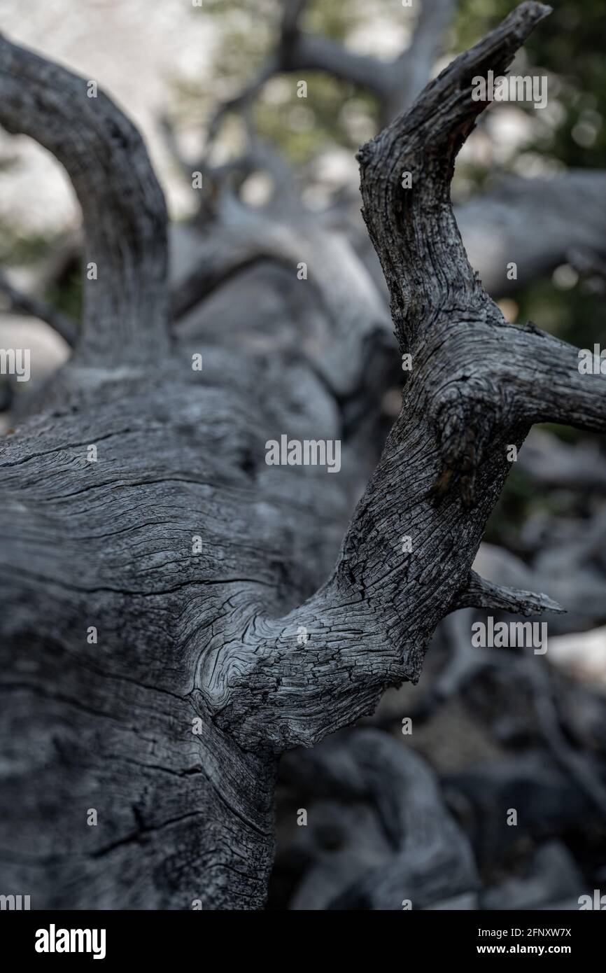 Graue Textur des gefallenen Baumstamms in trockener Wüste Great Basin National Park Stockfoto