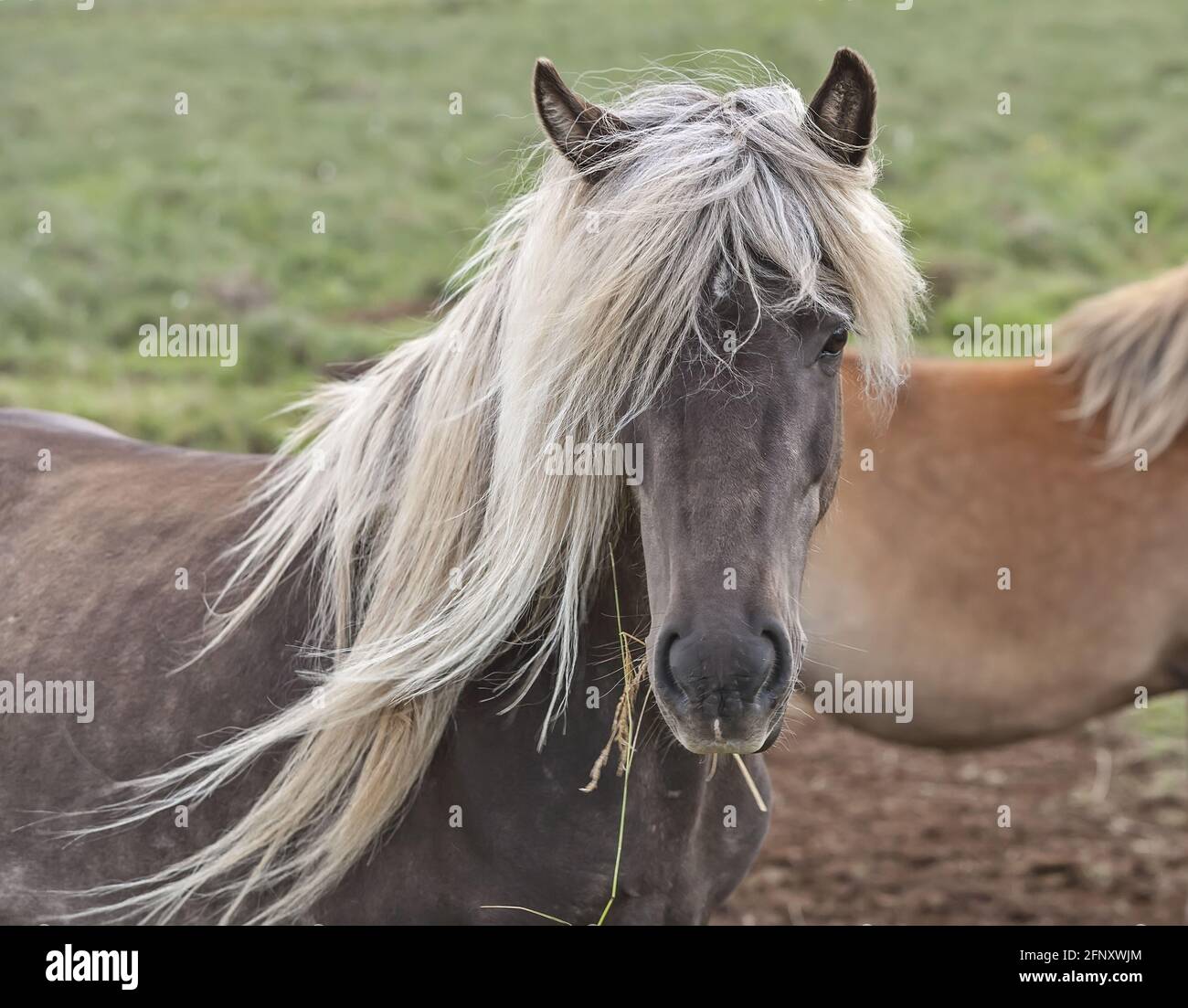 Schönes und einzigartiges isländisches Pferd mit dunklem Fell und blonder Mähne. Kamera in einer ruhigen Pose gegenüberstellen. Island. Stockfoto