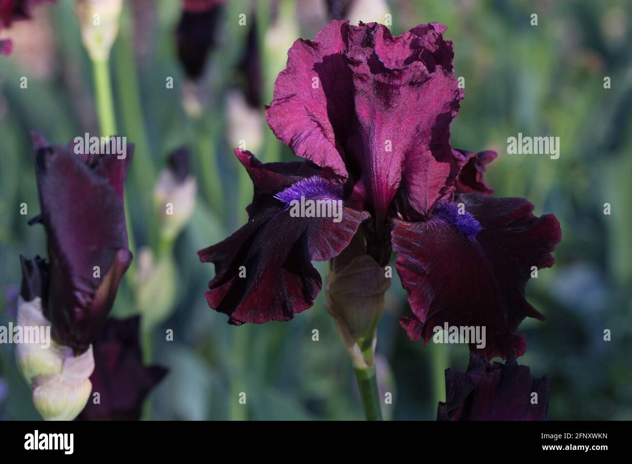 Iris „Redneck Girl“. Stockfoto