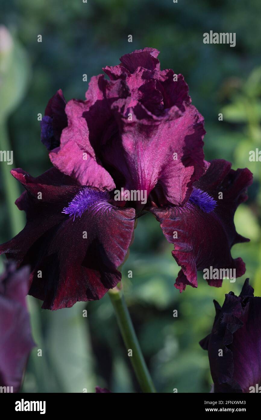 Iris „Redneck Girl“. Stockfoto