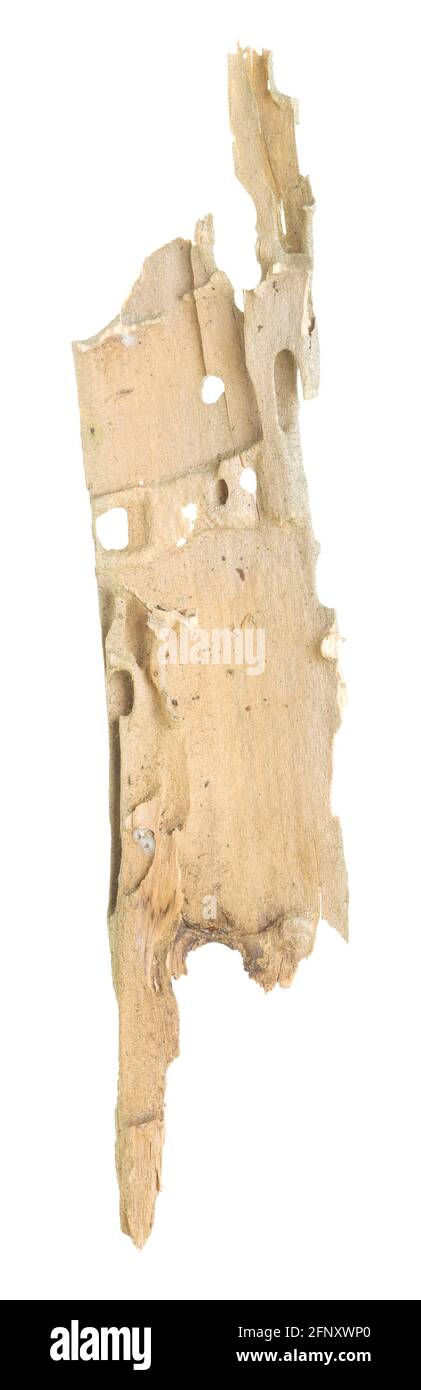 Schäden an Nadelholz durch Zimmermannsameisen Stockfoto