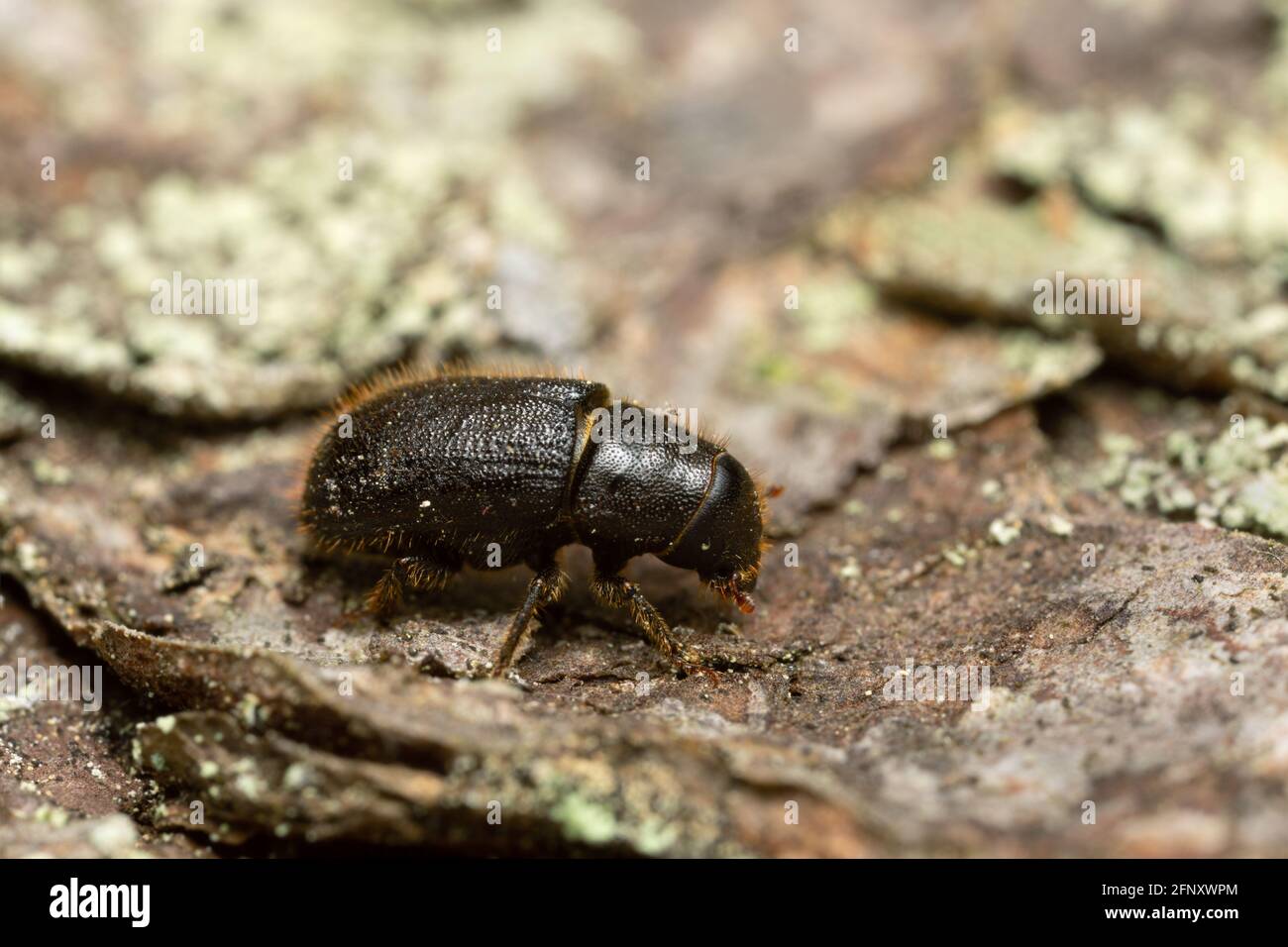 Großer Fichtenrindenkäfer, Dendroctonus micans auf Kiefernrinde Stockfoto