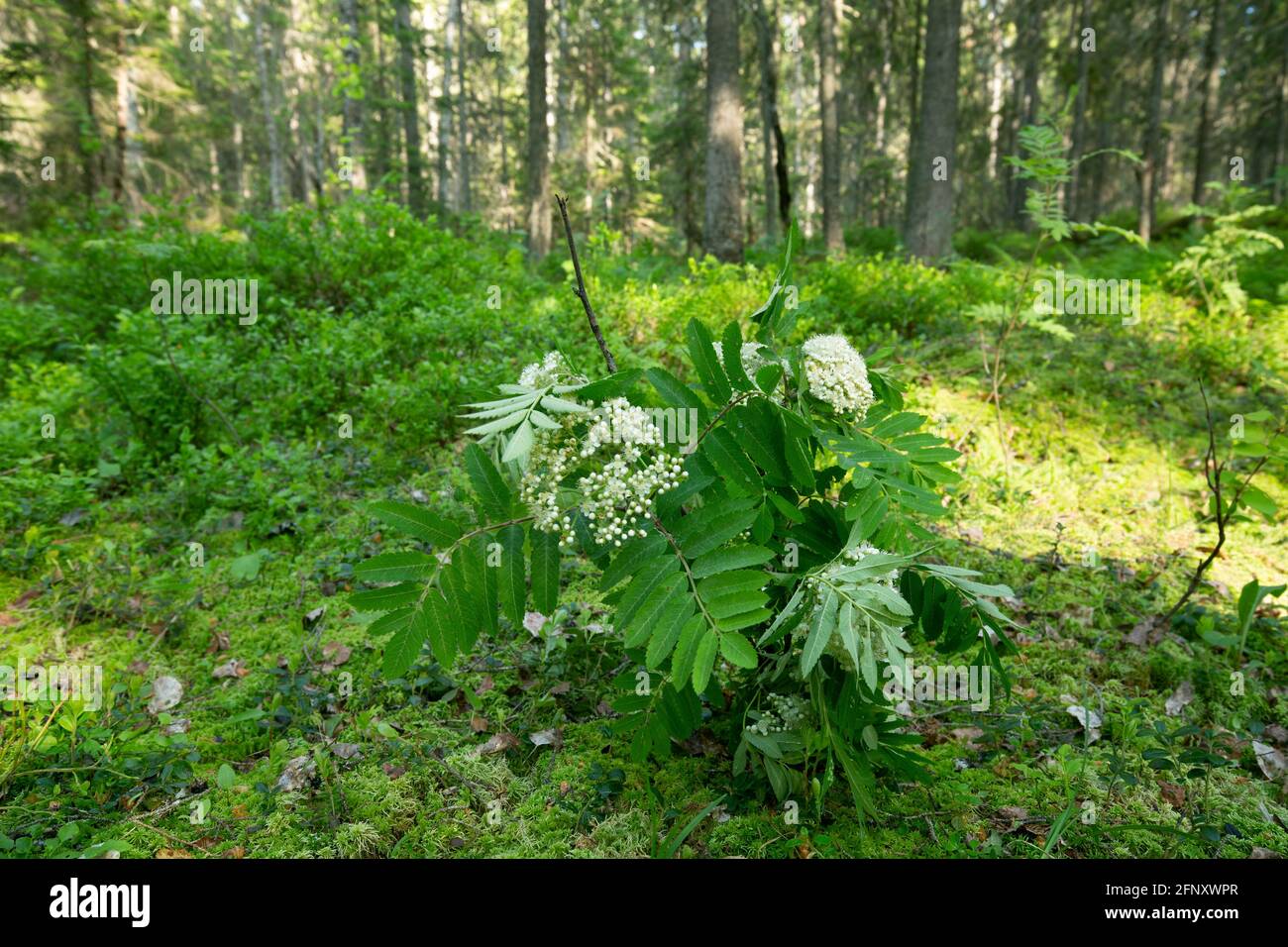 Blühende Eberesche, Sorbus aucuparia Zweige zur Anziehung von Insekten in der entomologischen Forschung in sonnenbeschienenen Nadelwäldern Stockfoto