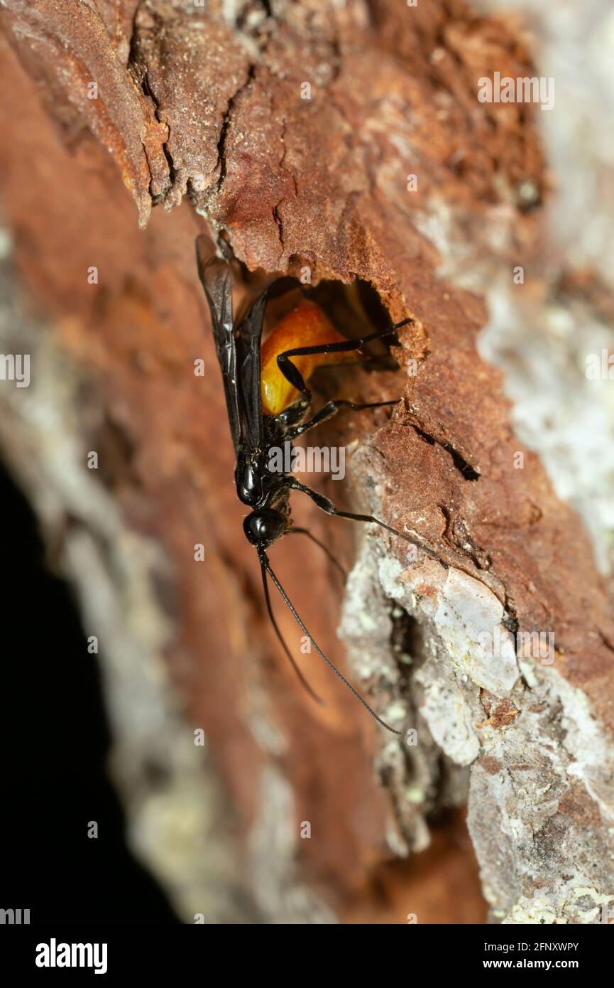 Bracon-Parasitenwespe, die Eier legt Stockfoto