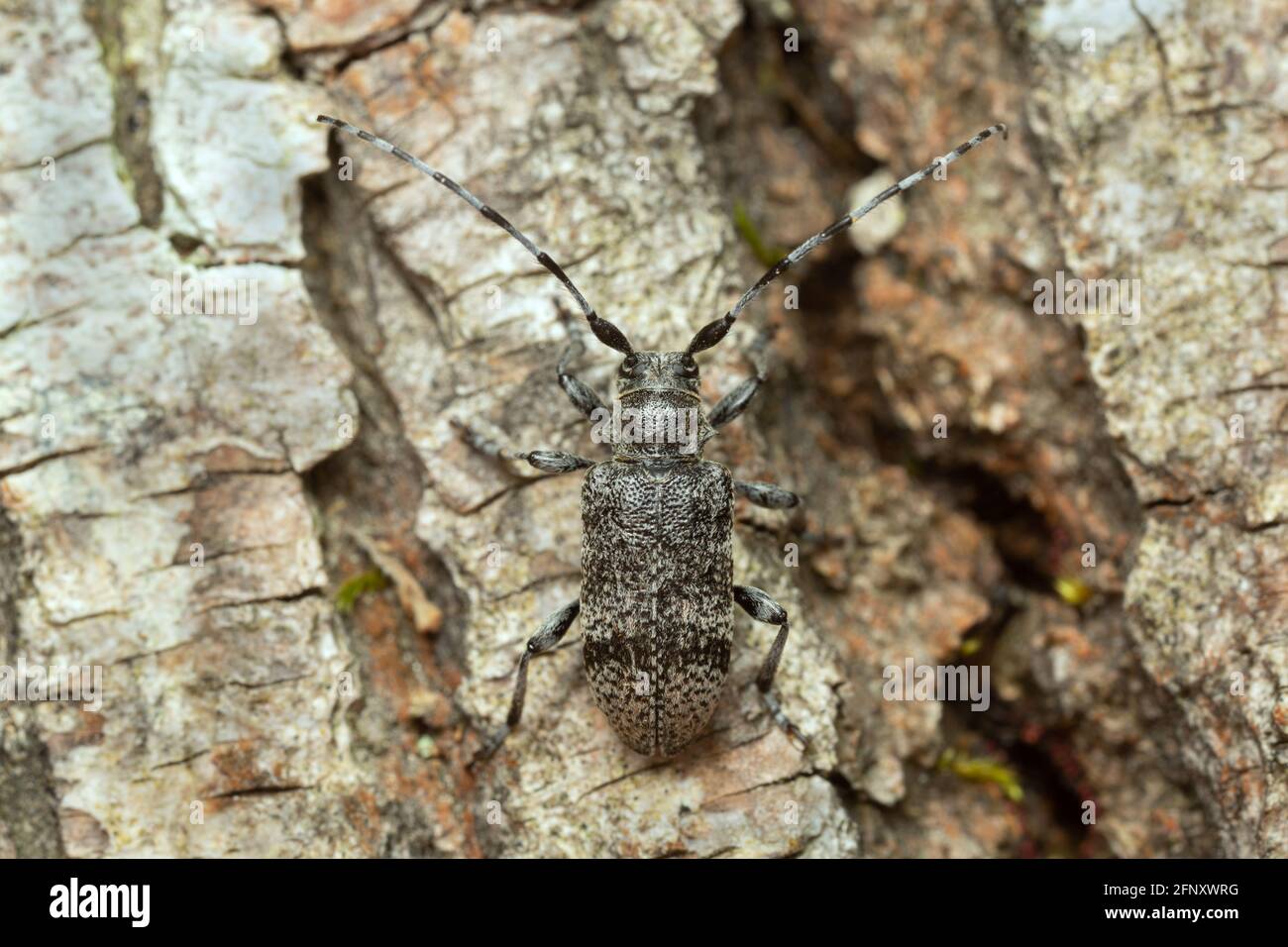 Oplosia cinerea auf Lindenholz Stockfoto