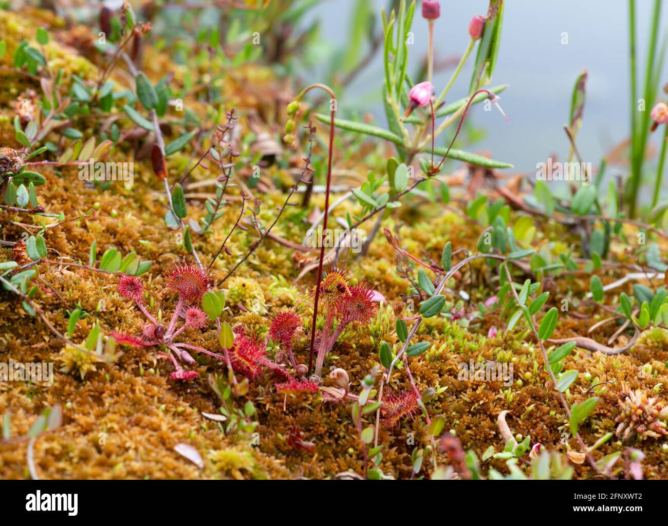 Rundblättriger Sonnentau, Drosera rotundifolia Pflanzen in natürlicher nasser Umgebung Stockfoto