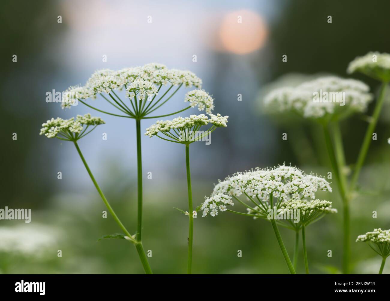 Blühender Erdältester, Aegopodium podagraria Stockfoto