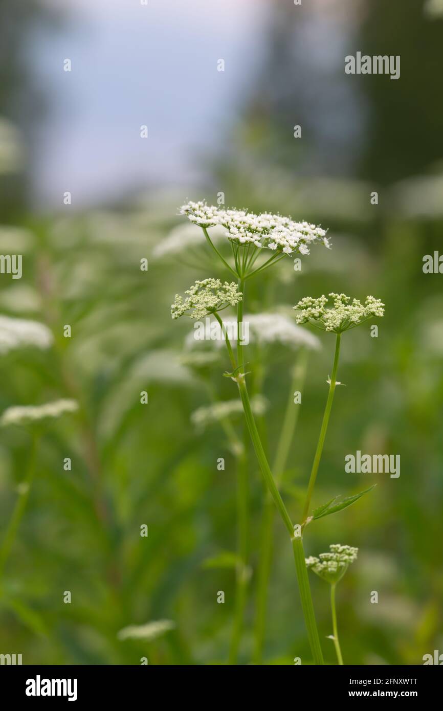 Blühender Erdältester, Aegopodium podagraria Stockfoto