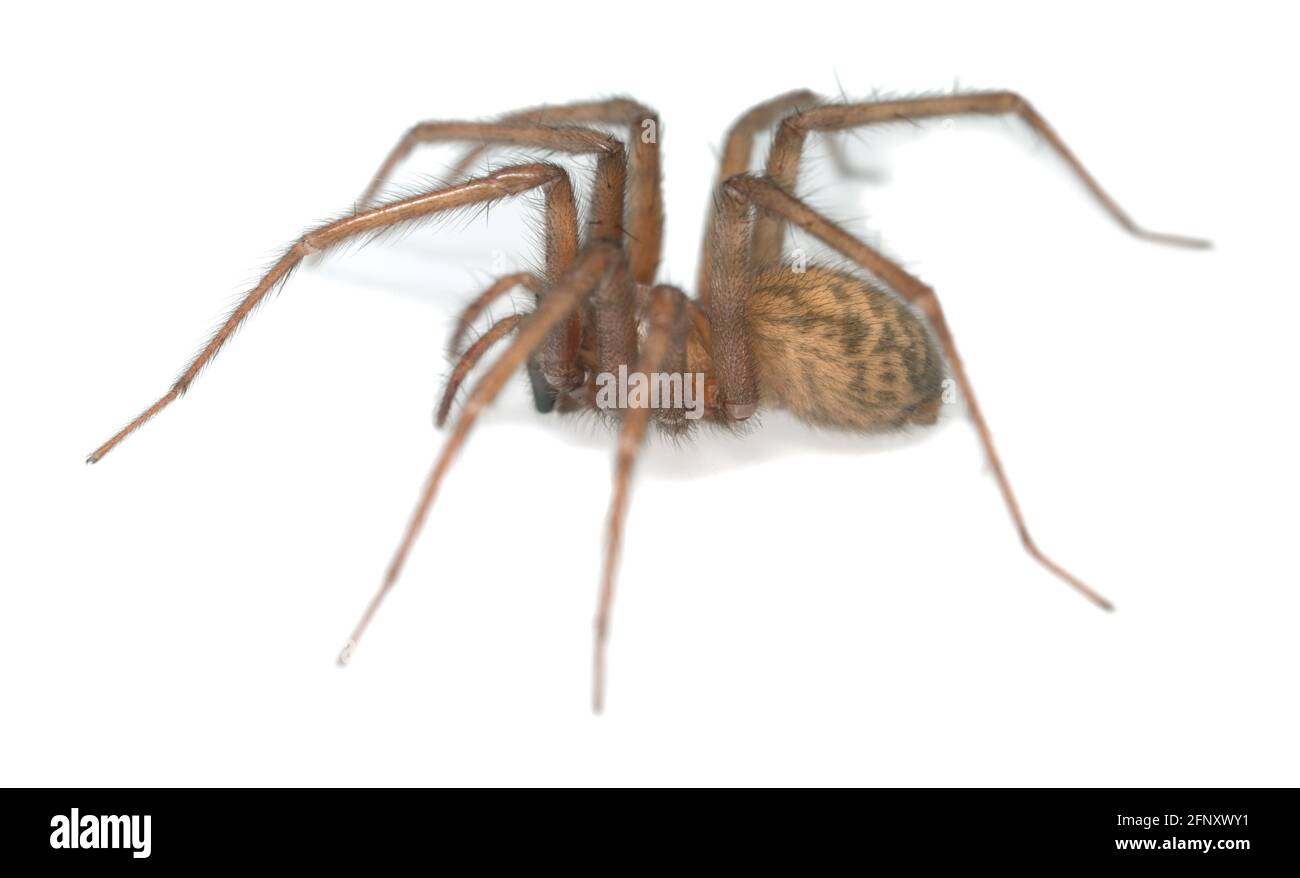 Scheune Trichter Weaver, Tegenaria domestica Spinne isoliert auf weißem Hintergrund, kann diese Spinne oft in menschlichen Häusern gefunden werden Stockfoto