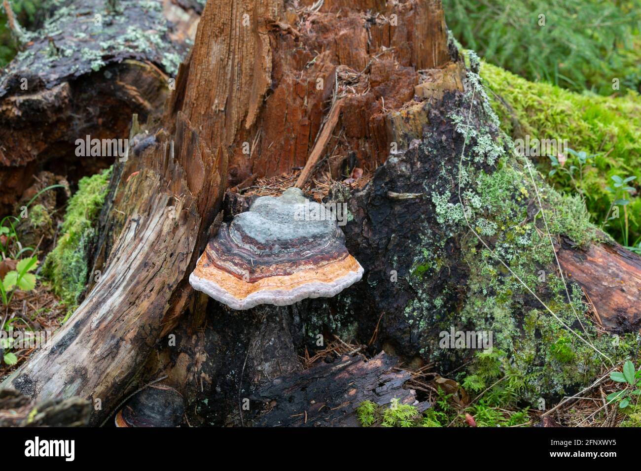 Gefallener Tannenbaum mit brauner Fäule und roter Gürtelschnalle, Fomitopsis pinicola Stockfoto