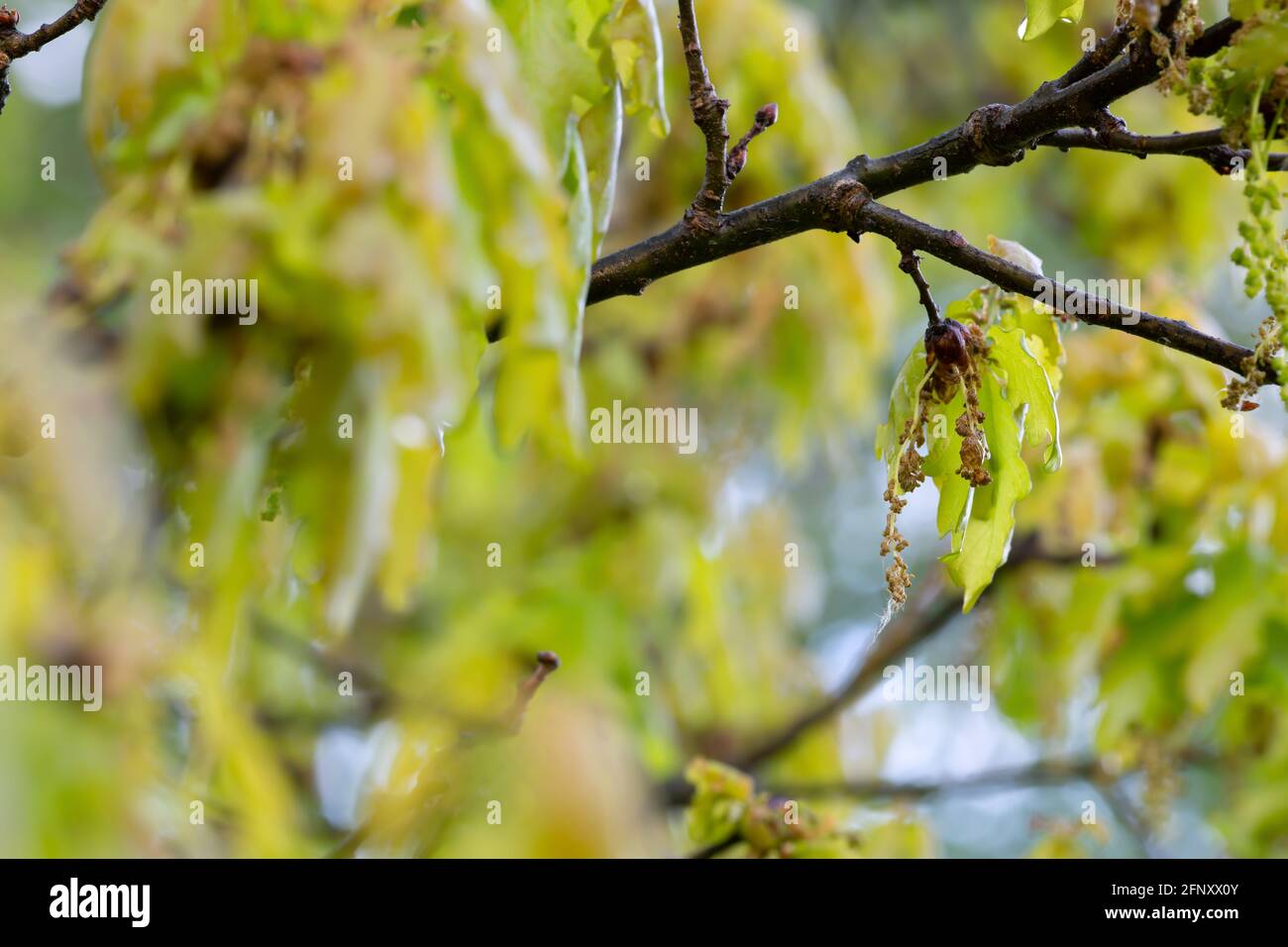 Eichenzweig mit männlichen Blüten, Kätzchen Stockfoto