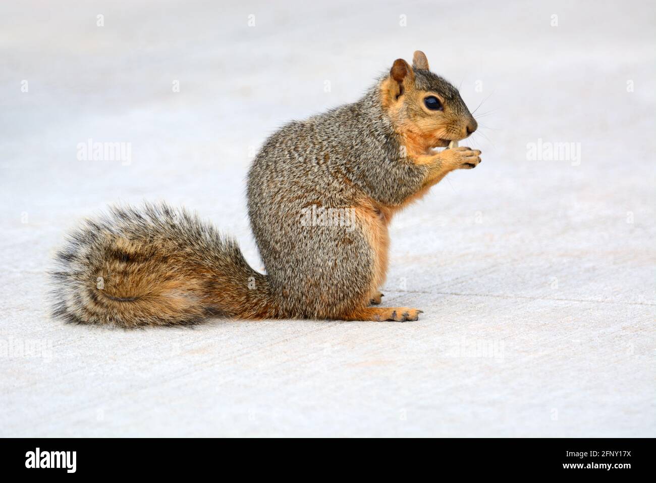 Urban Red Fox Eichhörnchen essen und knabbern Bissen auf Bürgersteig Stockfoto