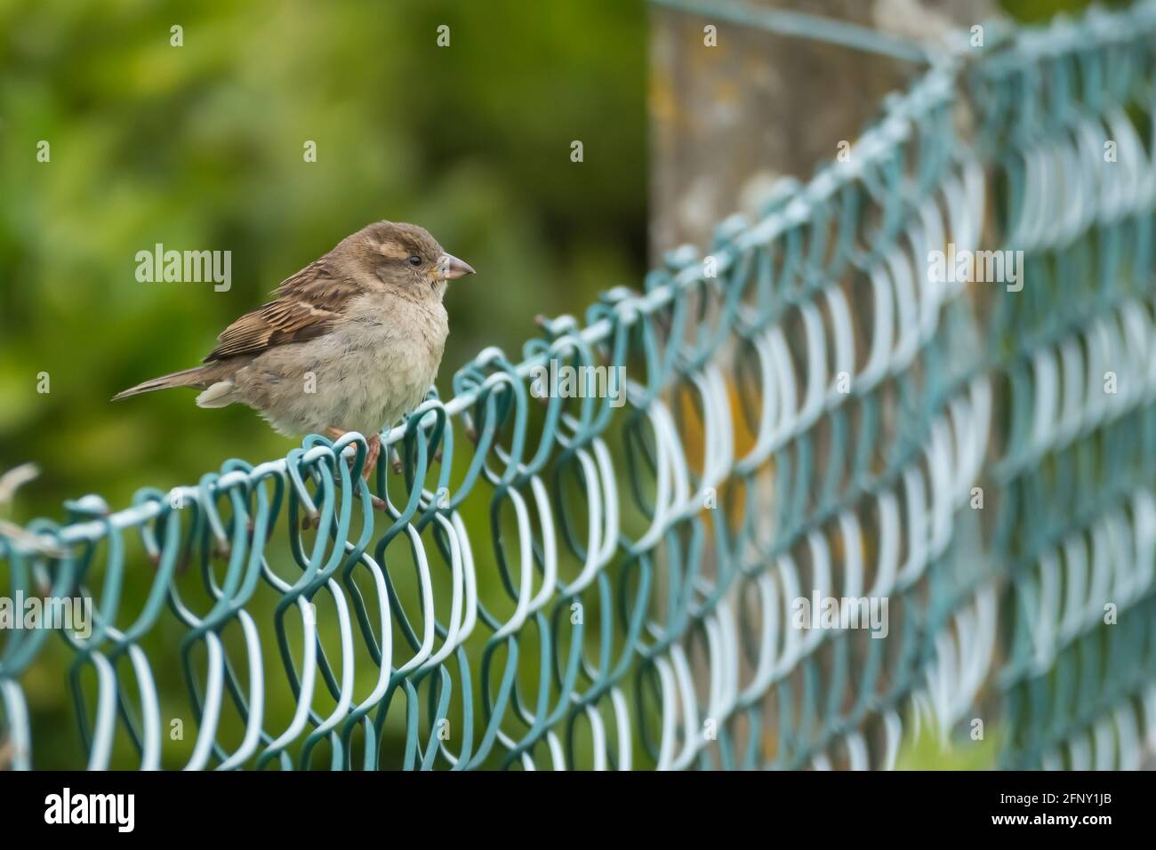 Der Sperling thront aus nächster Nähe und hat Tageslicht im Freien Stockfoto
