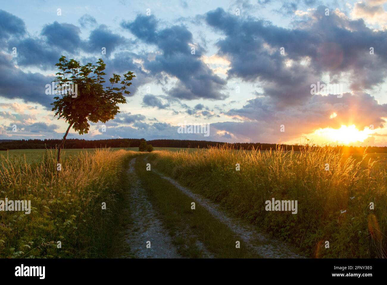 Abendliche Landschaft Wiese Sonnenuntergang im Harz Stockfoto