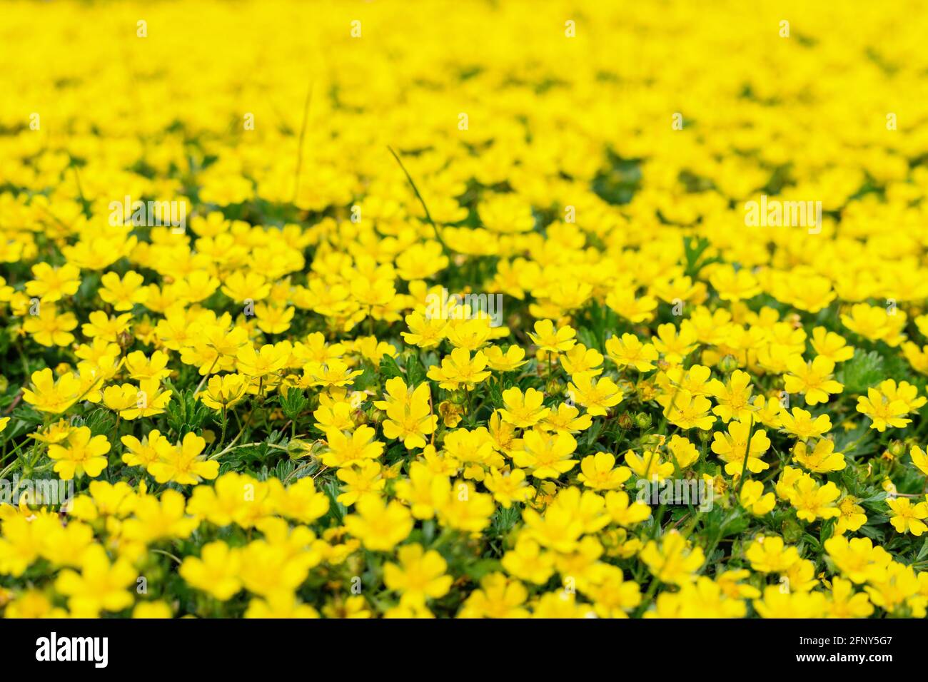 Viele kleine gelbe Wiesenblumen mit grünem Blatthintergrund. Vollformat mit selektivem Fokus auf Wildblumen im Frühjahr. Stockfoto