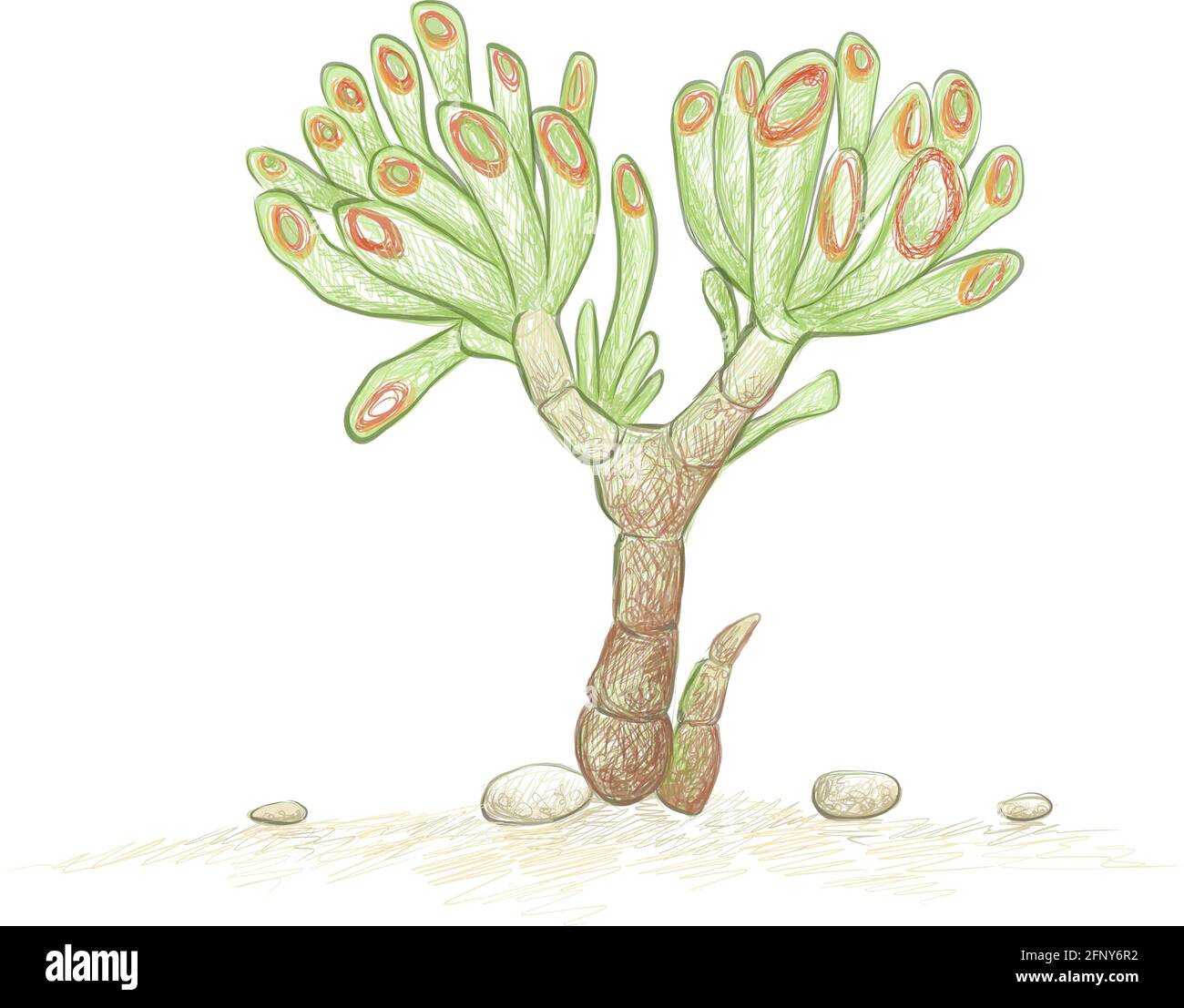 Illustration Handgezeichnete Skizze von Crassula Ovata, Gollum Jade oder Geldanlage. Eine Sukkulenten Pflanzen für die Gartendekoration. Stock Vektor