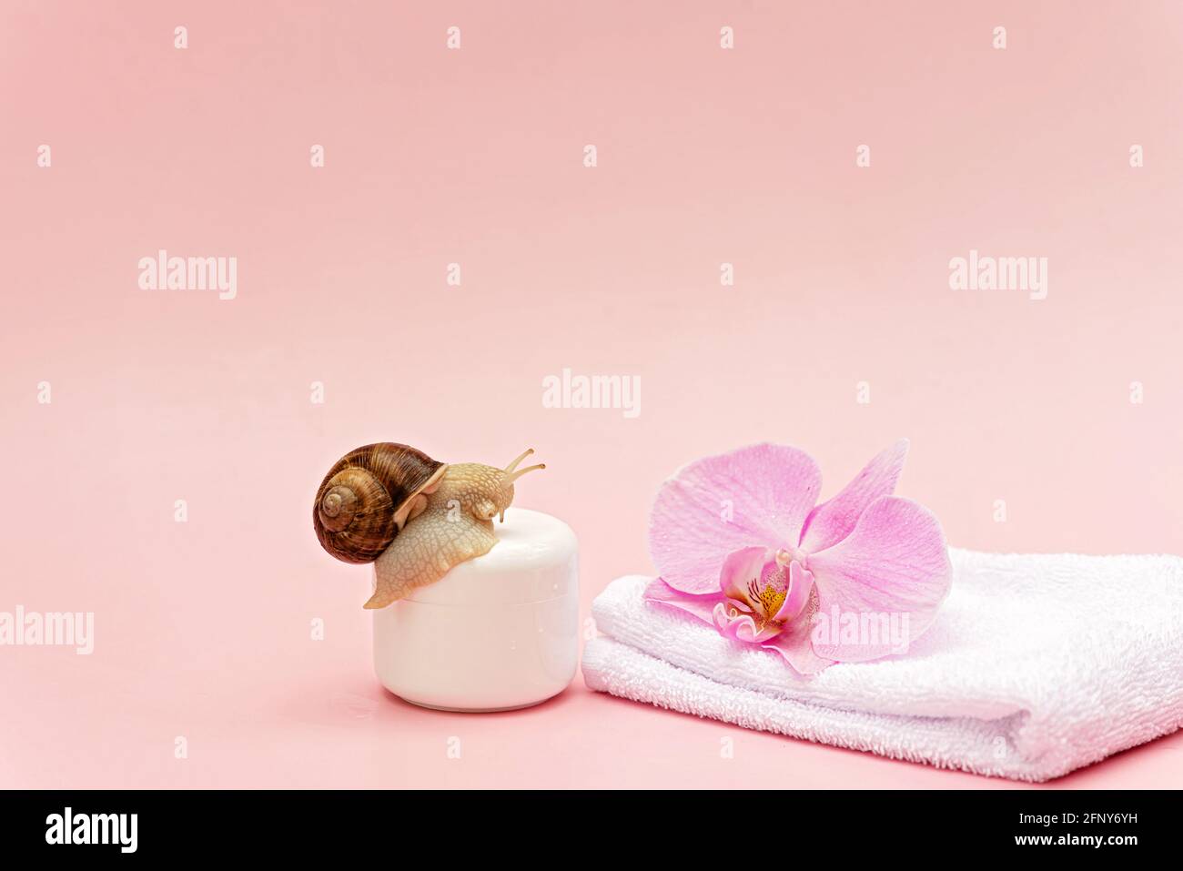 Hautverjüngungskosmetik auf rosa Hintergrund mit Schnecke und Orchideenblume und weißem Handtuch, Schneckenschleimcreme, Hautfeuchtigkeit, Schönheit, Gesundheit, Spa CO Stockfoto