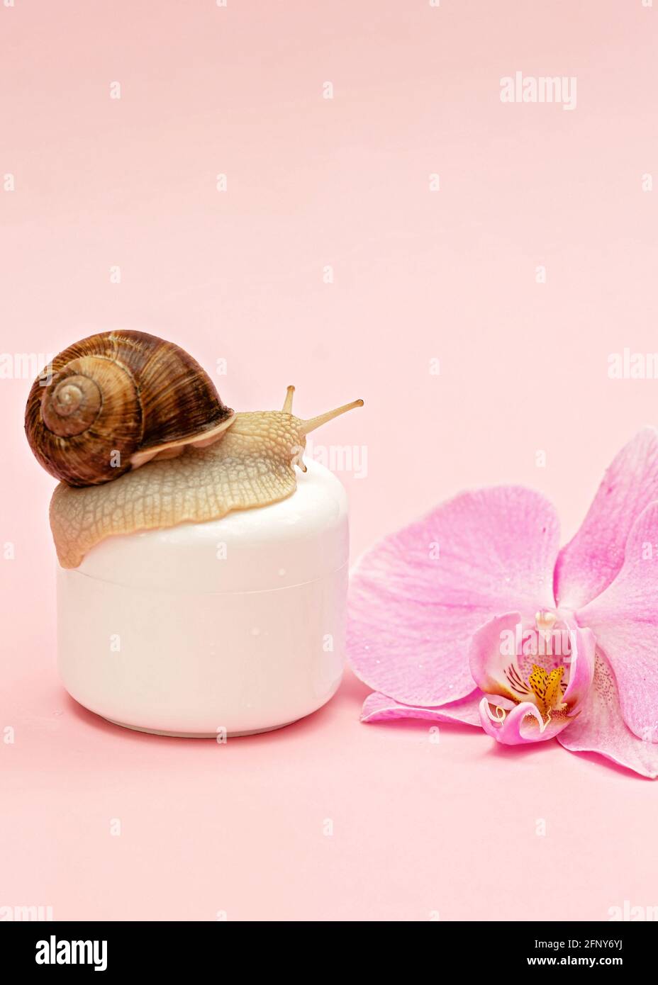 Hautverjüngungskosmetik auf rosa Hintergrund mit Schnecke und Orchideenblüte, Schneckenschleimcreme, Hautfeuchtigkeit, Schönheit, Gesundheit, Spa-Konzept. Weiche Auswahl Stockfoto