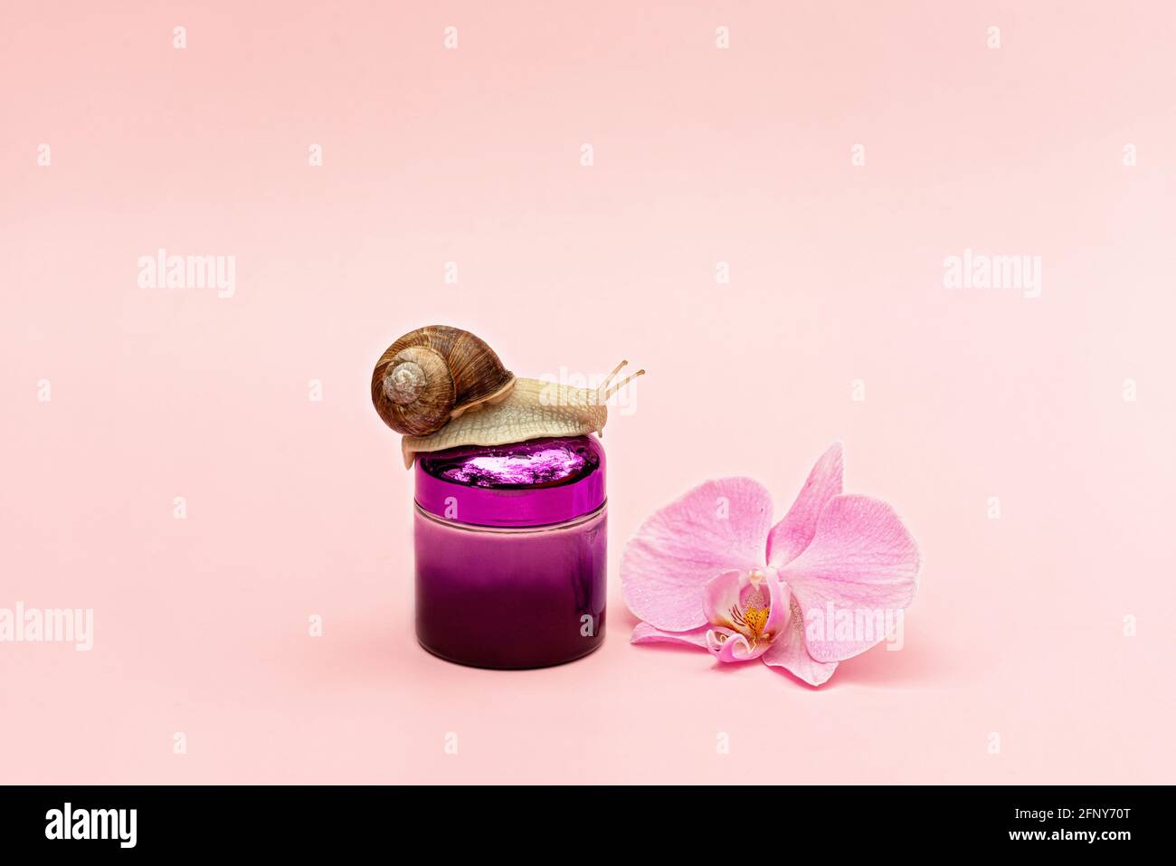 Glas mit kosmetischer Creme zur Hautverjüngung auf einem rosa Hintergrund mit Schnecke und Orchideenblüte, Schneckenschleimcreme, Hautfeuchtigkeit, Schönheit, Gesundheit, sp Stockfoto