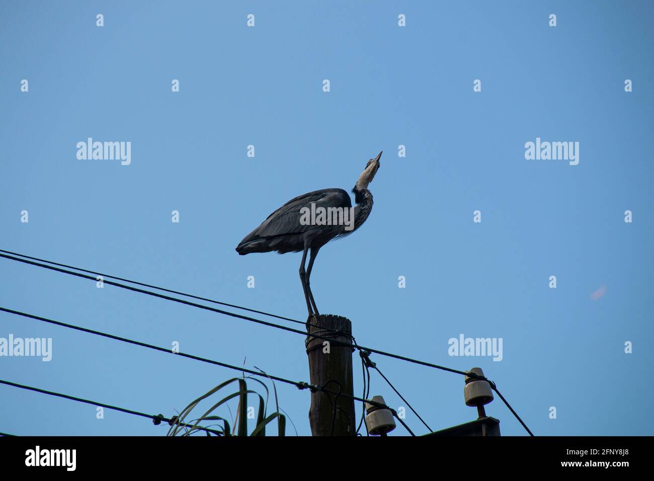 Großer grauer Reiher auf dem Strommast Stockfoto
