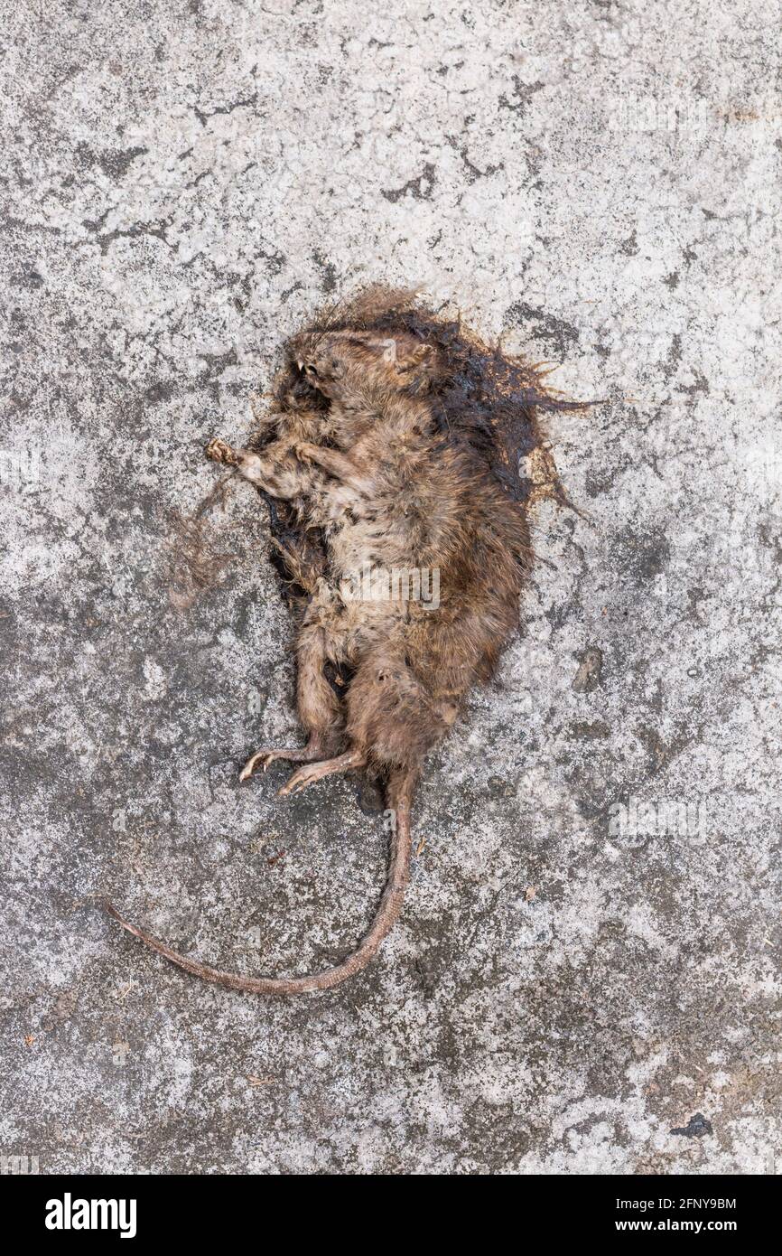 Alte tote Maus/Ratte sterben/Tote Ratte auf Betonboden Stockfoto