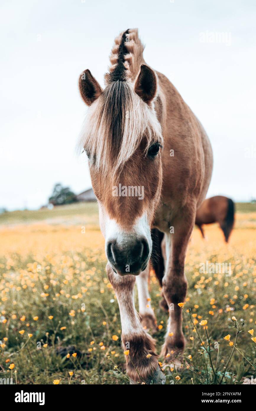 Braunes Pferd in einer wilden Natur, das frisches Gras und gelbe Blumen isst - natürliches Leben oder Landwirtschaft. Stockfoto