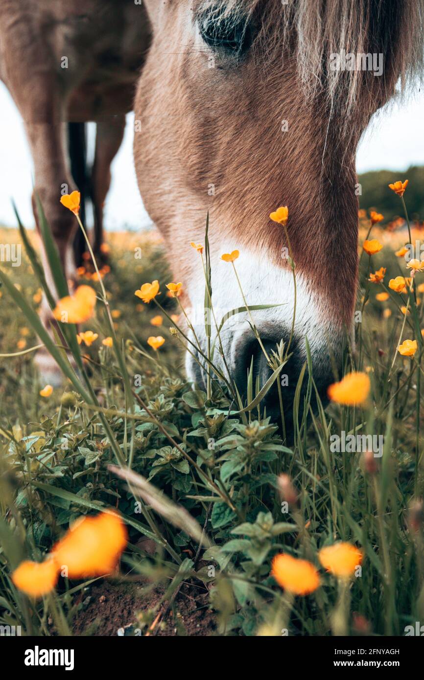 Das Pferd frisst Gras in wilder Natur. Perfekt für Pferdeliebhaber und Pferdebesitzer Stockfoto