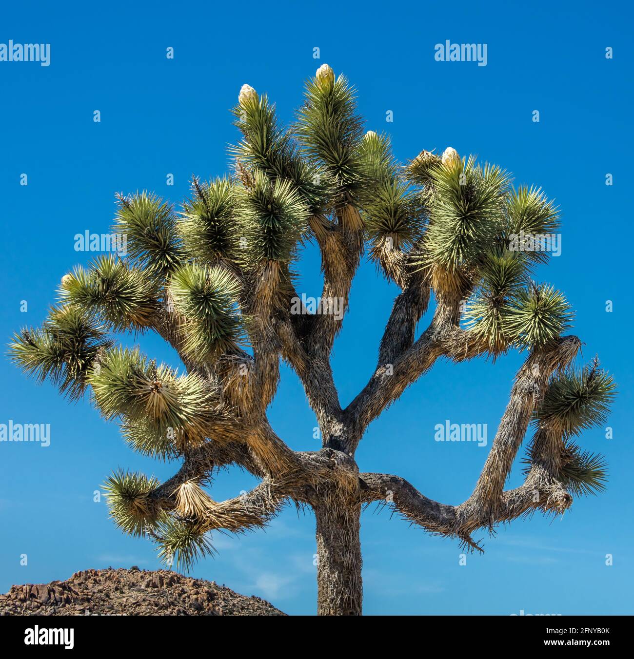 Blühender Joshua Tree. Joshua Tree National Park, Kalifornien, USA Stockfoto