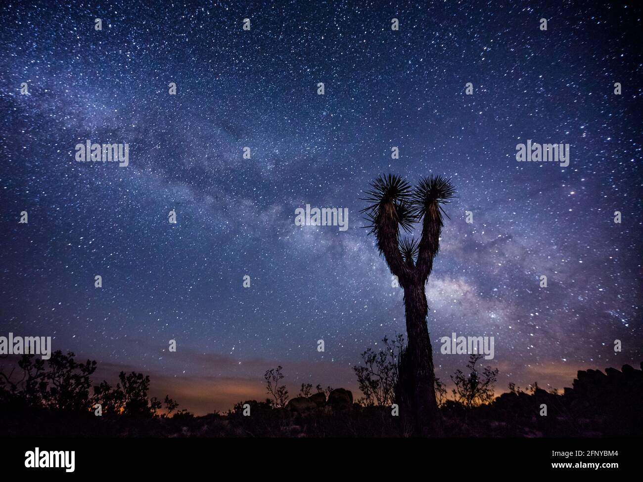 Der Nachthimmel und die Milchstraße in der Wüste. Joshua Tree National Park, Kalifornien, USA Stockfoto