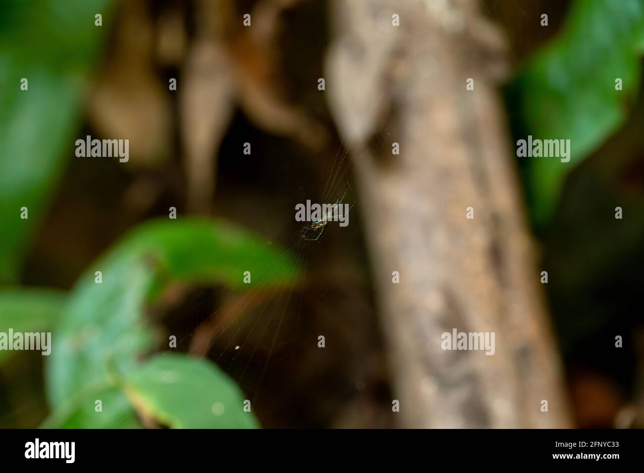 Orchard Spider (Leucauge venusta) im Netz mit verschwommenem Baumstamm und Blättern Hintergrund im Regenwald, Gunung Pulai, Johor, Malaysia. Stockfoto