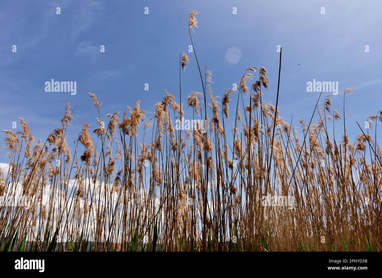 Gewöhnliches Schilf gegen den Himmel Stockfoto