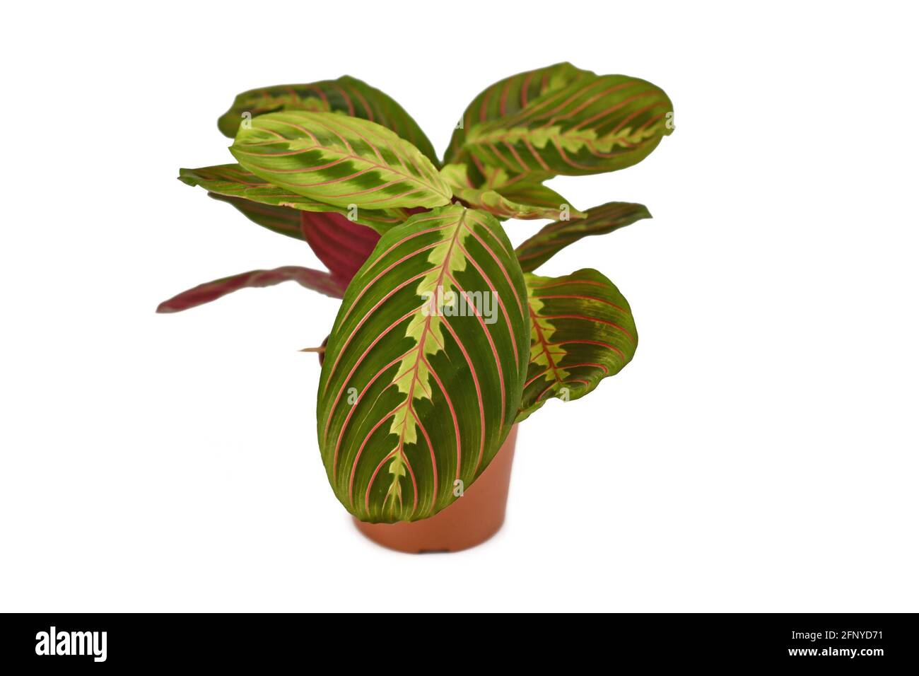 Exotische „Maranta Leuconeura Fascinator“-Pflanze im Blumentopf, auf dem sie isoliert ist Weißer Hintergrund Stockfoto