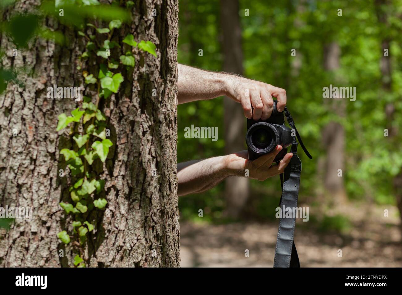 Fotografieren Sie versteckt hinter dem Baum im Wald und gucken Sie mit der Kamera Und heimlich fotografieren Stockfoto