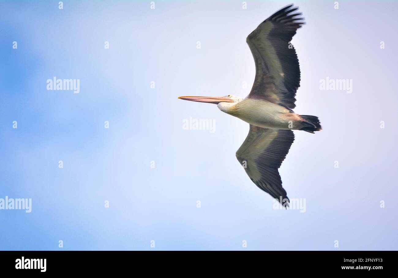 Ein großer heller Wasservogel mit einem kräftigen rosafarbenen Beutel, markiert mit diagnostischen dunklen Flecken am Oberkiefer. Der Kopf ist mit einem Hauch gegrizzelt Stockfoto