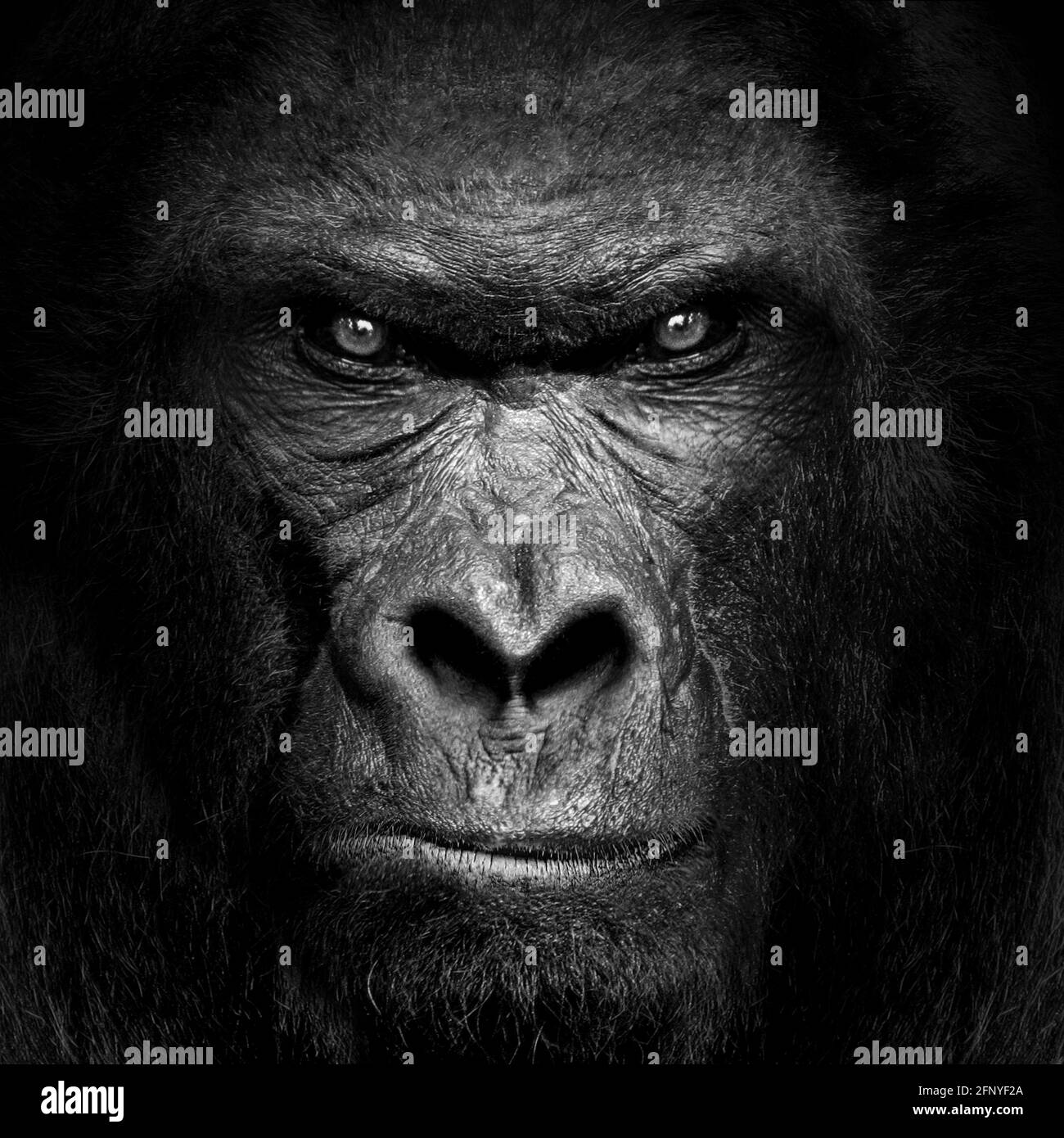 Gorilla Säugetier Tier, schwarz weiße Tierwelt Stockfoto