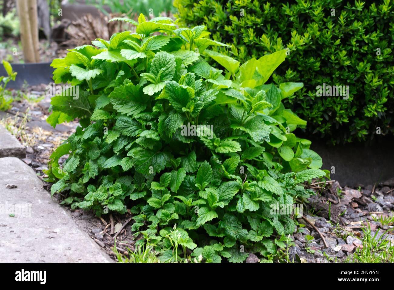 Im Garten wächst ein Busch aus grünen melis. Natürliche und gesunde Zutat. Stockfoto