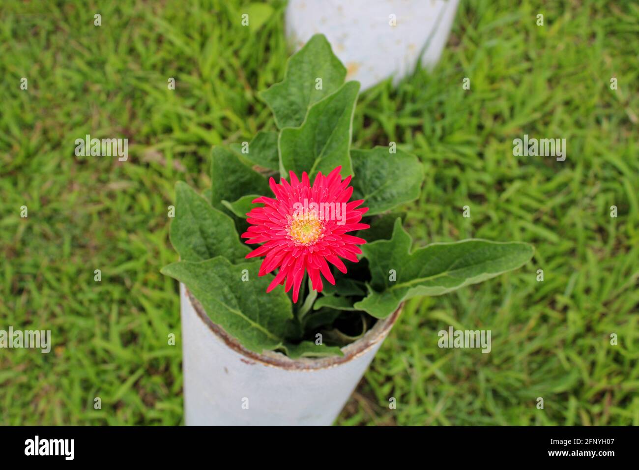 Rosa Blume im Topf Stockfoto