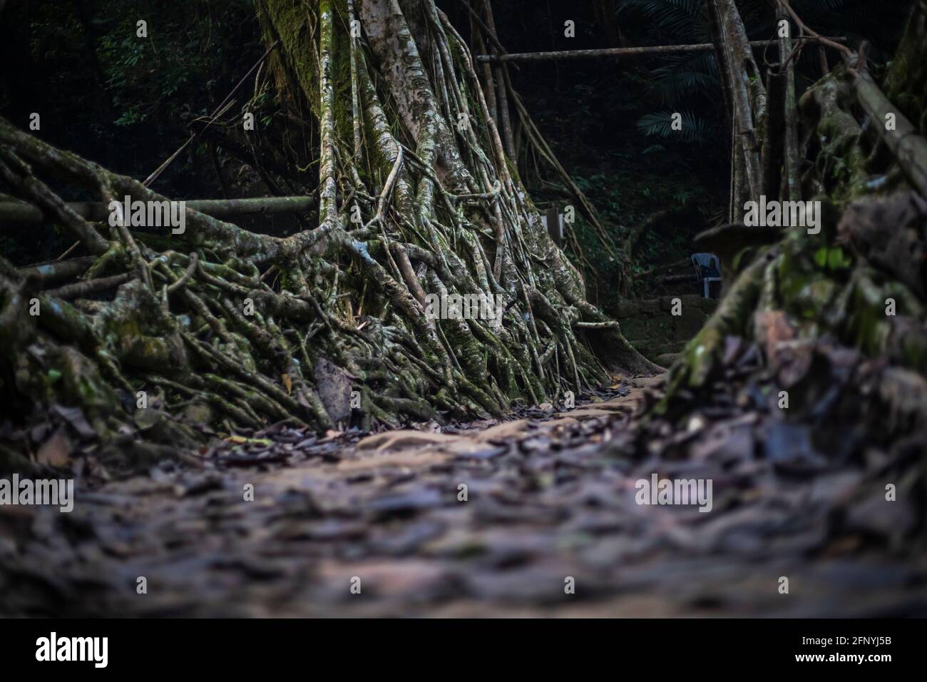 Root Bridge, Meghalaya, Indien Stockfoto