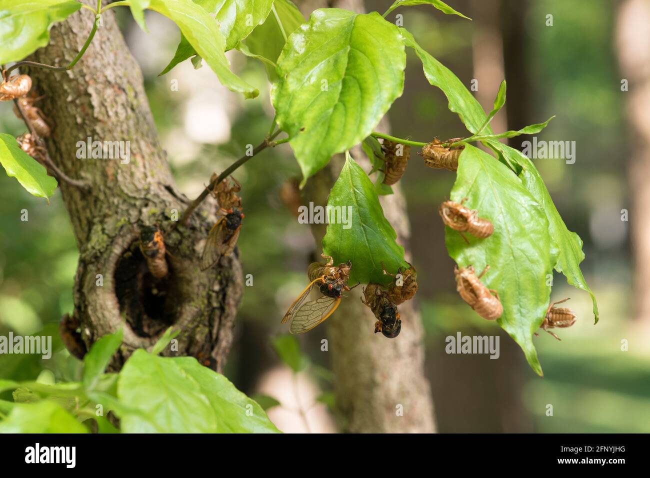 Ast und Blätter mit Zikaden und leeren Zikaden-Exoskeletten bedeckt. Stockfoto