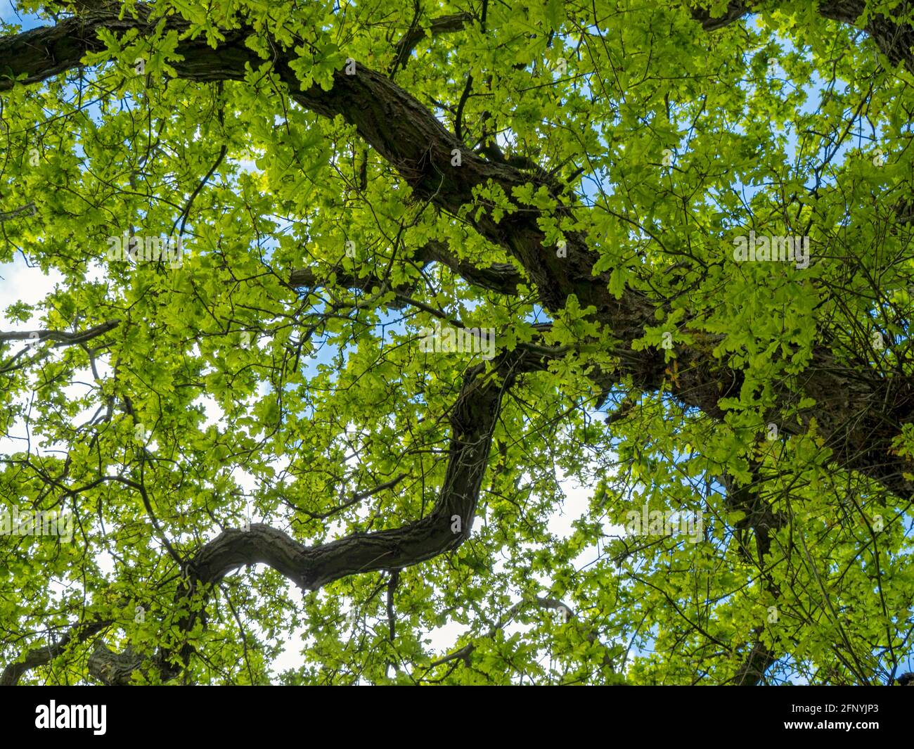 Frische grüne Frühlingsblätter auf einer Eiche Stockfoto