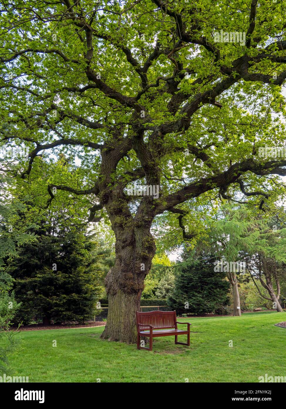 Holzbank unter einer schönen Eiche Stockfoto