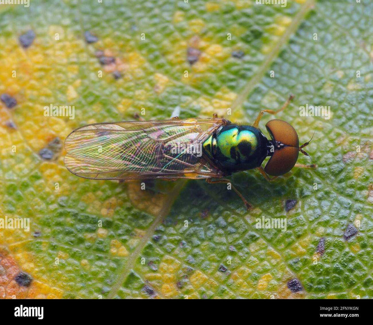 Dorsale Ansicht der Frontalansicht von Michrochysa flavicornis Soldierfly, die auf einem Eichenblatt ruht. Tipperary, Irland Stockfoto