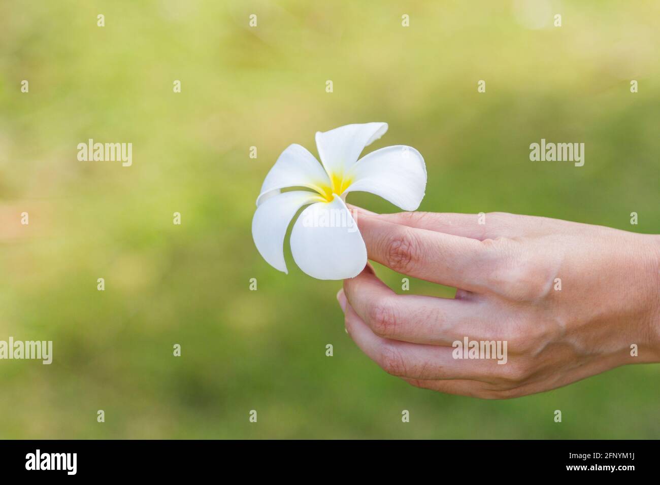 plumeria Blume auf der Hand auf grünem Hintergrund Stockfoto
