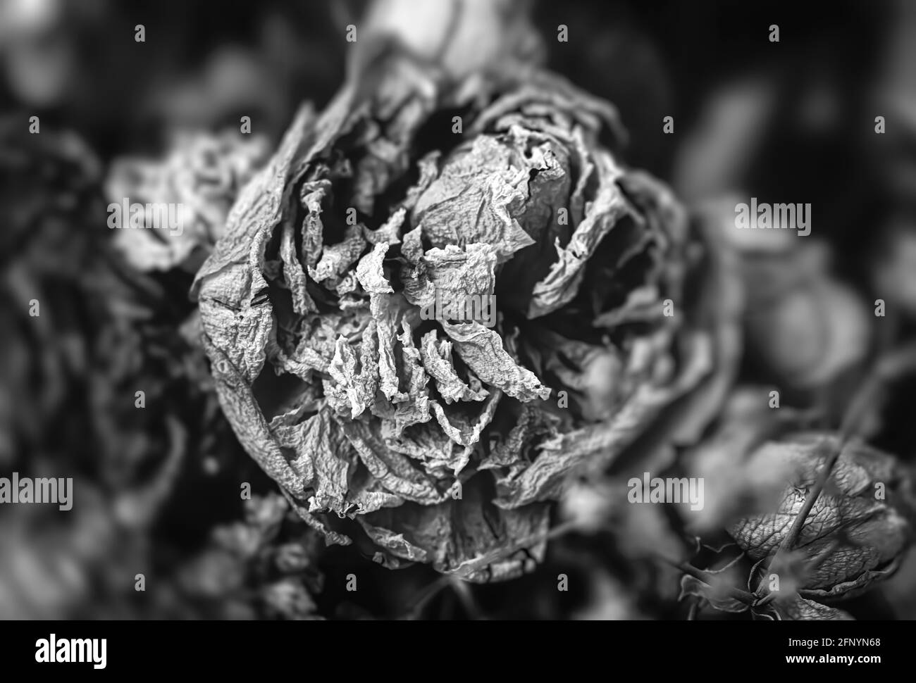 Trockene Rosen. Nahaufnahme eines schwarz-weißen Bildes mit getrockneten Rosenblüten in einem Bouquet. Leben und Tod Konzept. Verwelkte Blumen Stockfoto